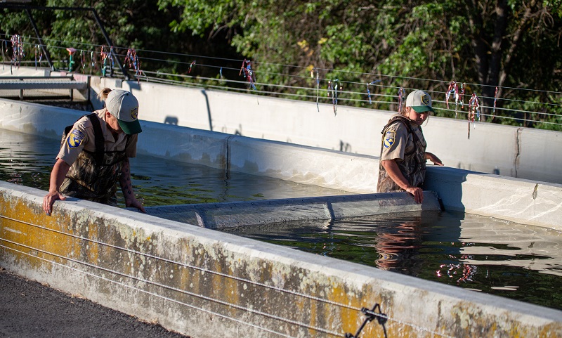CDFW staff at the Iron Gate Fish Hatchery in Siskiyou County crowd salmon inside a concrete raceway in preparation of loading them into a truck for relocation offsite.